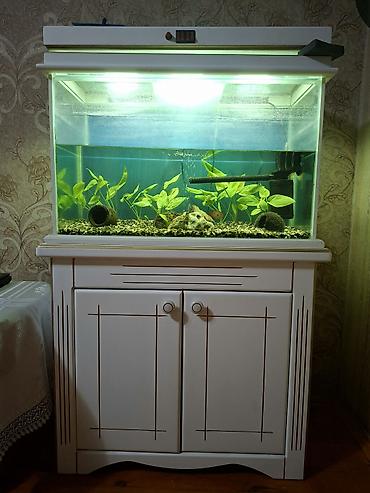 Akvariumlar: Akvarium şkafı və aparatları ilə birlikdə satılır — 1