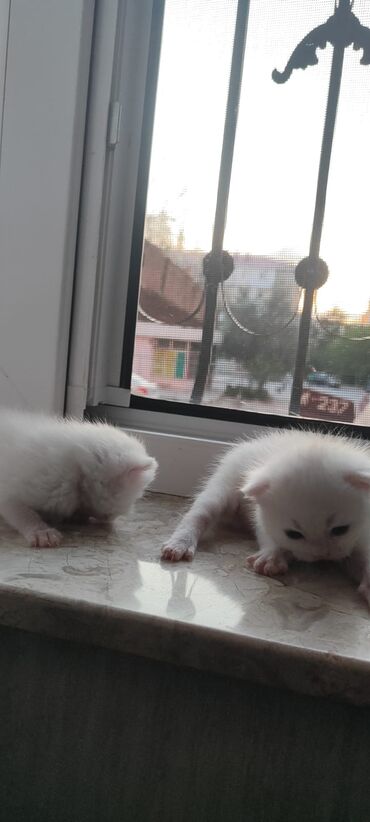 pişik cüt: Şotland, Dişi, Pulsuz çatdırılma