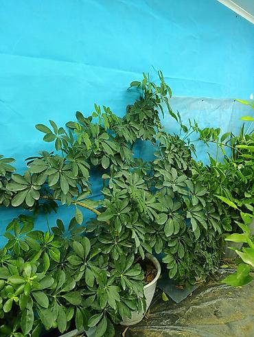 Фикусы: Продаются цветы, разные виды, сорта, большие и маленькие домашние и — 1