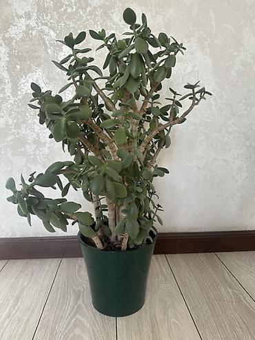 комнатный цвиты: Комнатные растения в горшках: 1) Денежное дерево (Crassula ovata) - — 2