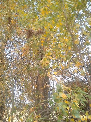 Тополь: Тополя для озеленения/живой изгороди - Порода: тополь (пирамидальный — 27