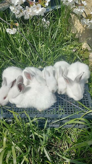 dovşan karlik: Ağ albinos dovşan balaları – dekorativ və təsərrüfat üçün.1 ayliq — 5