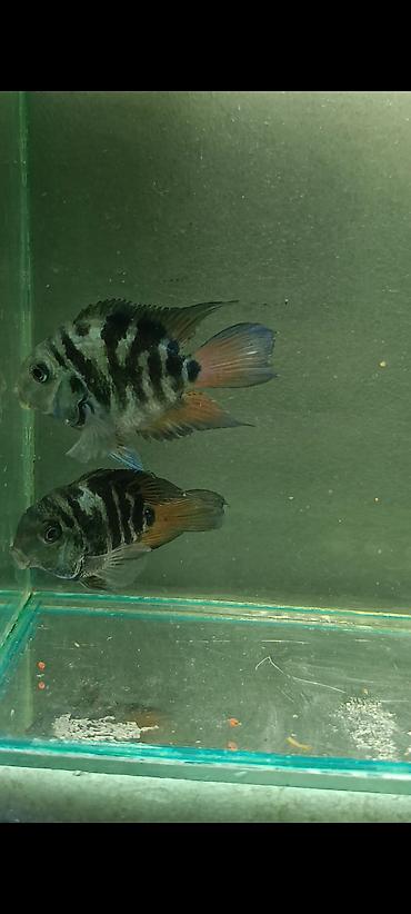 akvarium baliqlari satisi: Sülhsevər, Ünvandan götürmə, Ödənişli çatdırılma — 5
