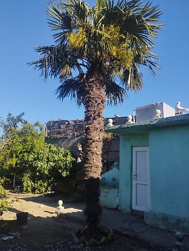 palma gülü: Trachycarpus fortunei (vəfan palmı) – dekorativ xurma ağacı - Növ — 3