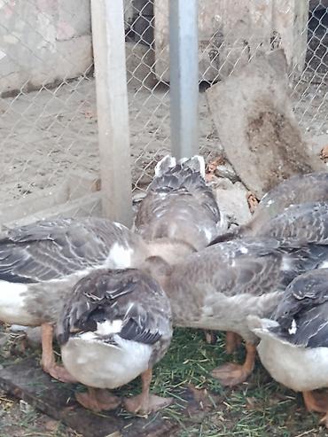 qaz sekli: Salam.Sağlam Yerli Bu ilki Qazlar.Ünvan Binəqədi DSK yolu — 3