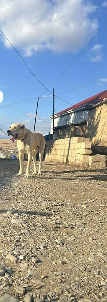 heyvanların sexsi: Tarzanın. Qanından. 3. Yaşna. Az. Qalıb. Alabay. Ya. Yaxşı — 1