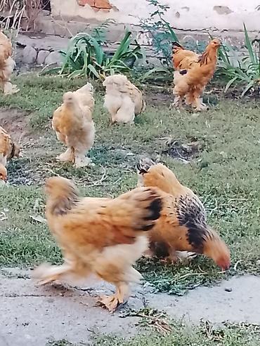 курицы брама: Продаю | Куры | Брама | Для разведения — 4