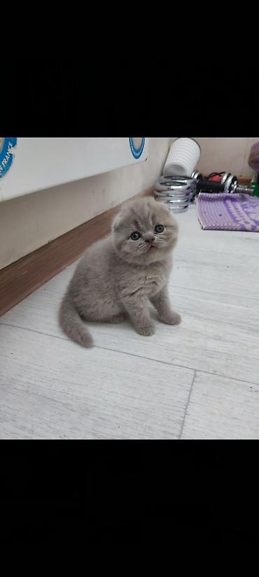 кошка балыкчы: Питомник выставляет на продажу котят шотландской породы лилового и — 2