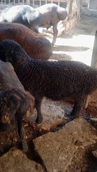 нубийская коза: Продаю | Ягненок, Баран (самец) | Гиссарская