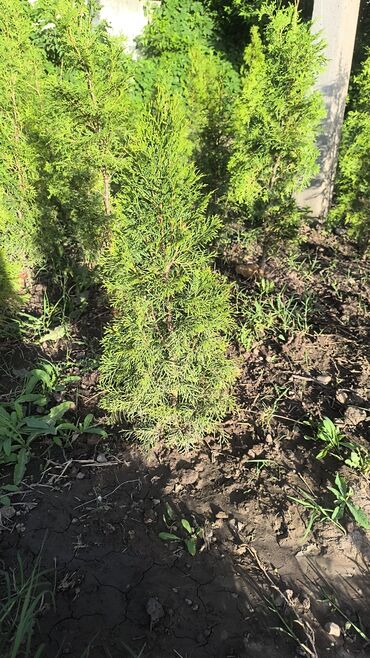 Декоративные деревья: Саженцы деревьев: Туи — 8