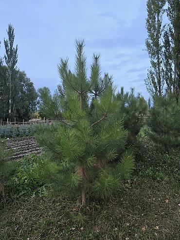 саженцы фисташек: Саженцы сосны для озеленения участка и ландшафтных посадок — 8