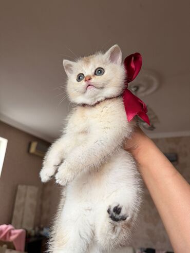 Pişiklər: Şotland uzun tüklü, Ödənişli çatdırılma — 12