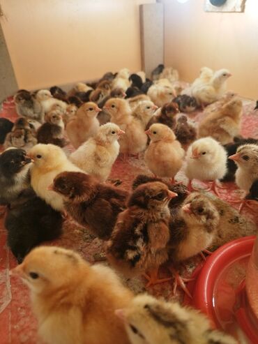 Птицы: Продаются цыплята домашние
40 есть по 45 сом отдам