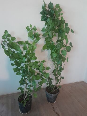 fayl nədir: Saksıda 2 ədəd dekorativ yaşıl dırmaşan bitki Ətirşah adlanan gül