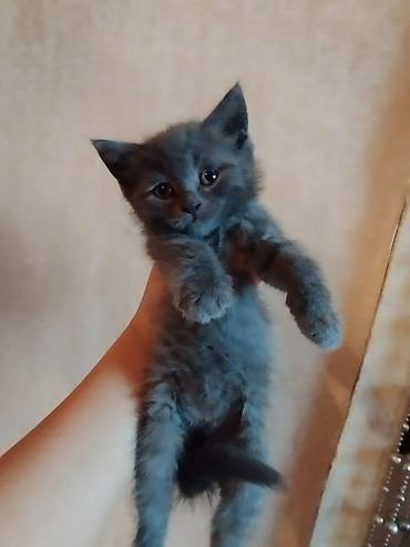 Pişiklər: Britan — 9