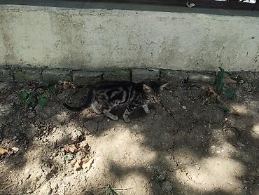 Pişiklər: Benqal, Yaxşı əllərə — 5