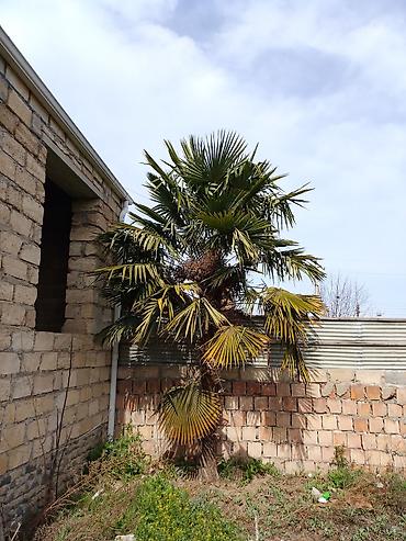 suni palma: Trachycarpus fortunei (Ventilator yarpaqlı palma) – həyət və bağ — 1