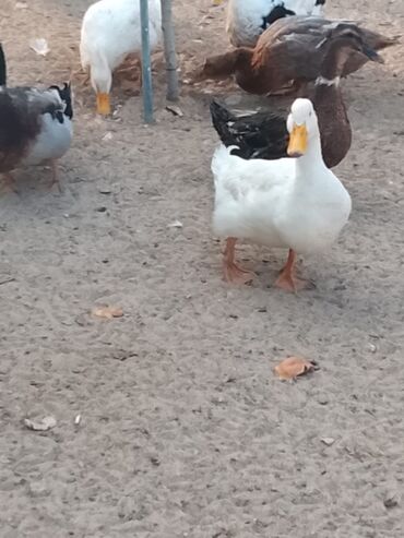 Ördəklər: Satılır: ördək sürüsü - Növlər və rənglər: ağ, qara, boz, qəhvəyi və — 11