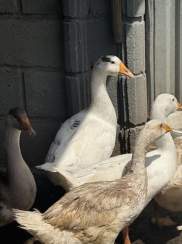 акита ино: Срочно Продаются оптом домашние гуси и индюки 🦃🪿 Продаются здоровые — 2