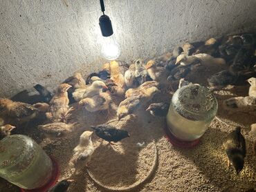 cücə və xoruz: 17 gunluk kend cuceleri tam saglam 250 eded var