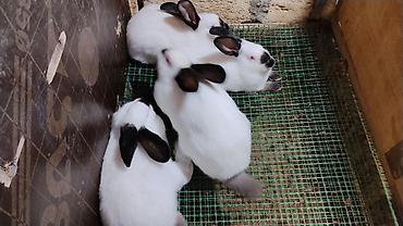 Dovşanlar: 🐇 Velikan və Kaliforniya Dovşanları Satılır Təmiz qan xəttindən olan — 20