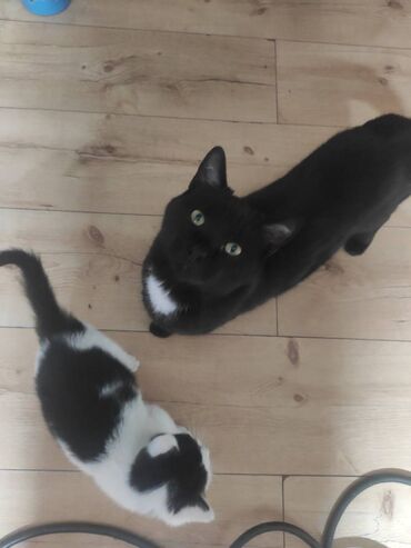 Mačke: Poklanjaju se dve predivne mace spašene sa ulice — braća različitog — 1