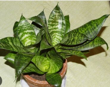фикус с белыми листьями: Неприхотливые растения «второго плана» сансевиерии не кажутся скучными
