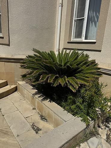 Çöl bitkiləri: Satılır: Cycas revoluta (Saqovnik/palma görünüşlü dekorativ bitki) - — 2