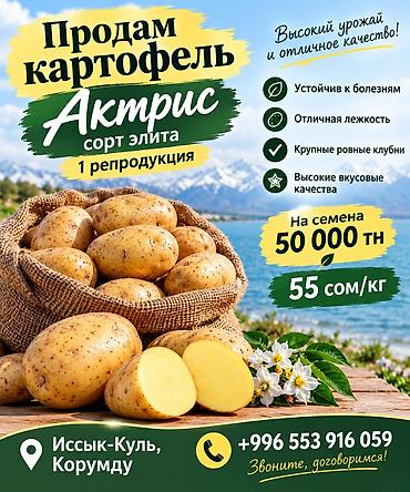 саженцы карликовые: Картошка Оптом — 1