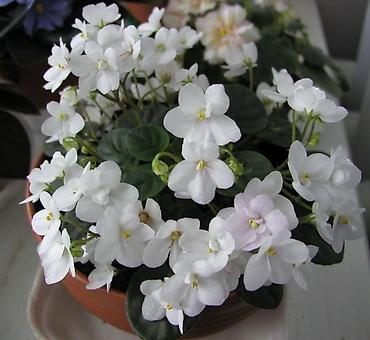 Фиалки и глоксинии: Продаю стартеры взрослые сортовые фиалки 🌺🌿🌺. Цены 200-250-350сом — 8