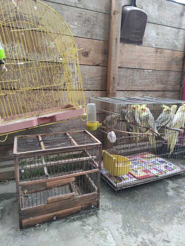 Tutuquşları: Qəfəs quslar — 7