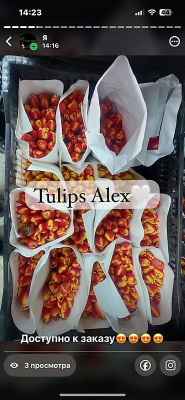 Цветы и букеты: Тюльпаны Tulips Alex💐🌷🌷 - Срезанные тюльпаны в упаковках по пучкам, в — 14