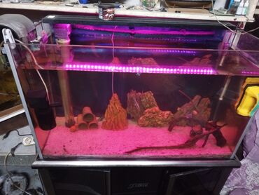 Akvariumlar: Tam avadanlıqlı akvarium seti - Şüşə akvarium, ön tərəfi panoramik — 3