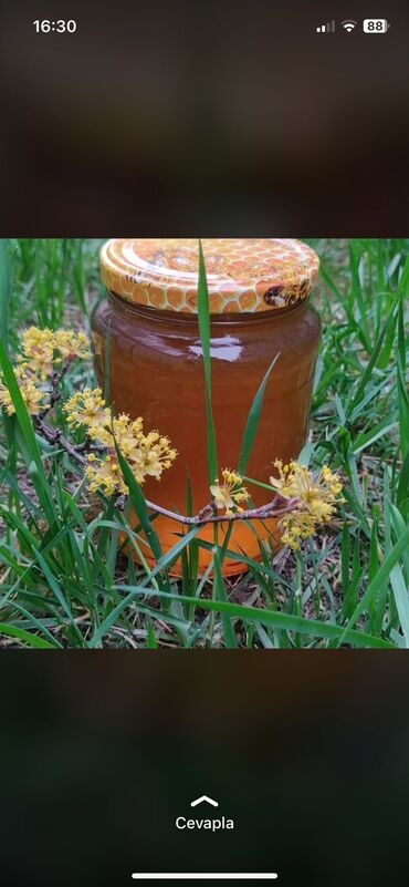 bal arısı satışı: Zaqatala gədəbəy balı, pətək balı təmiz qatqısız arı südü, çiçək