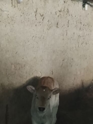 теленки или телята купить: Продаю | Музоо, торпок | Швицкая | На откорм | Искусственник