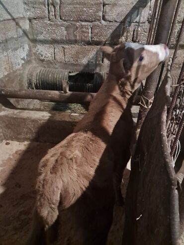 Dana, buzov: Dana, buzov, Erkək, Simental, ay: 5, Damazlıq — 8