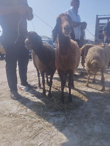 Mal-qara: Dişi, Qala, il: 1, 50 kq, Damazlıq, Ünvandan götürmə — 3