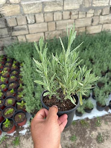 uzum tingləri: Lavanda (Lavandula) tingləri – qara plastik dibçəklərdə - Bitki növü — 1