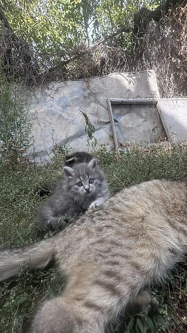 кошки лысые: Кошка даром: Скотиш Страйт (Шотландская прямоухая), 2 месяца, Девочка — 1