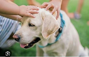 sirin it sekilleri: Labrador-retriver — 1