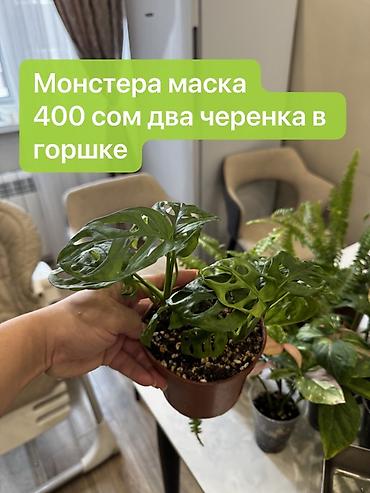 Монстеры: Монстера вариегатная — черенки: - Монстера Альба «Мраморная»: срез — 13