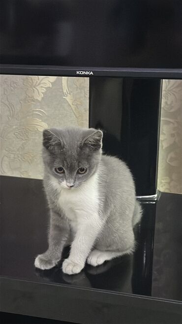 Продажа кошек: Скотиш Страйт (Шотландская прямоухая), 3 месяца, Девочка, Серый, Приучена к лотку at lalafo.kg — 4 Продажа кошек: Скотиш Страйт (Шотландская прямоухая), 3 месяца, Девочка, Серый, Приучена к лотку — 4