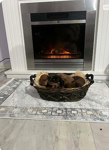 Psi: Patuljasti jazavičari kratkodlaki Patuljasti jazavičari kratkodlaki — 9