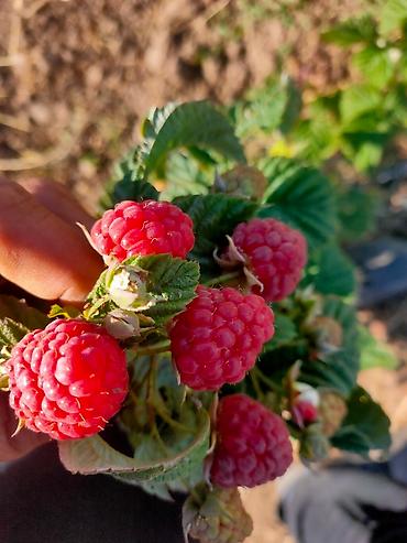 Малина: Малина — 9