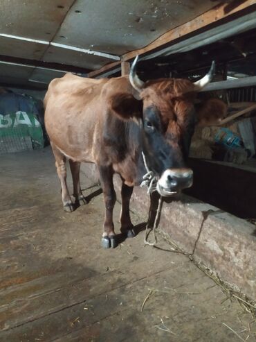 купить домик для кошки недорого: Продаю | Корова (самка) | Полукровка | Для разведения, Для молока | Стельные