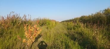 meyve qurusu: Meyvə bağı – müxtəlif növ məhsuldar ağaclar - Böyük sahədə sıralarla