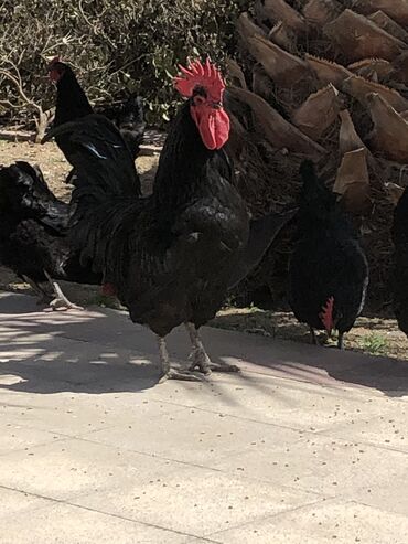 Toyuqlar: Toyuq, Australorp, Yumurtalıq