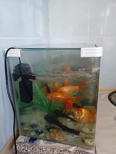 akvarium balıq novləri: Qızıl balıq, Sülhsevər, Ünvandan götürmə — 4