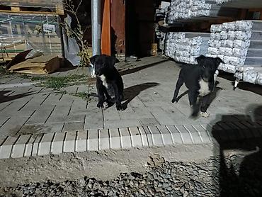 Продажа собак: Овчарка, 2 месяца, Самец — 6