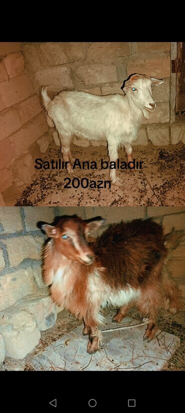 cins ineklerin qiymeti: Ana baladır. Balası dişidir sonu 200azn